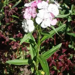 Dianthus