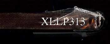 LP Adele: 19