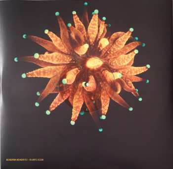 2LP Animal Collective: Tangerine Reef