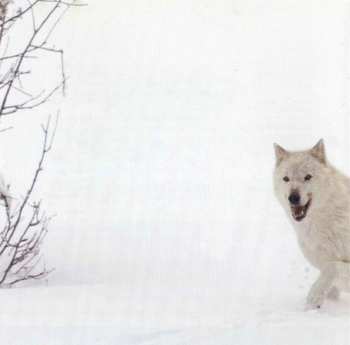 CD Armand Amar: La Jeune Fille Et Les Loups