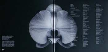 LP Assorted Orchids: Assorted Orchids CLR | LTD