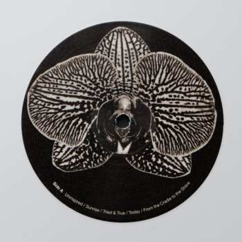 LP Assorted Orchids: Assorted Orchids CLR | LTD