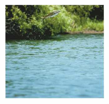 CD Band Of Horses: Cease To Begin