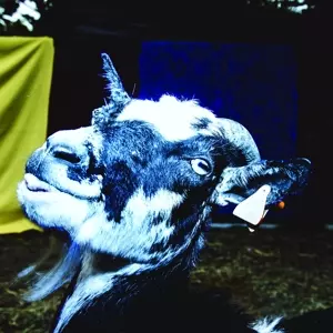 Barely Autumn: Day Trip To The Petting Zoo