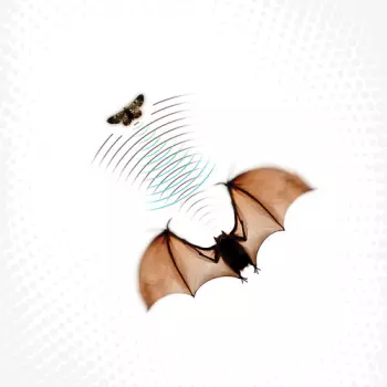 Batsauce: Echolocation