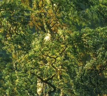 Album Beethoven / Fossheim / Solum: Sonatas For Fortepiano & Cello