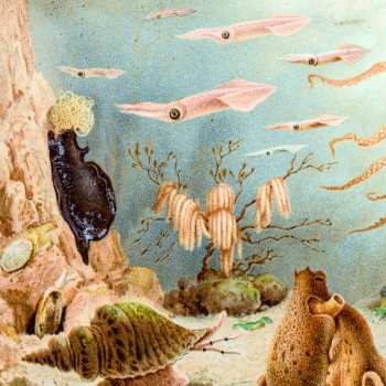 Album Chypho: Episodes in Oceanography