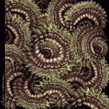 Clan Caimán: Pica Pau