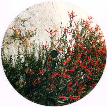 LP Daily Thompson: Chuparosa CLR | LTD