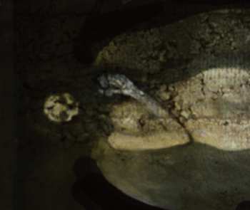 2LP Delerium: Spiritual Archives LTD | CLR