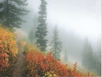 CD Gallowbraid: Ashen Eidolon