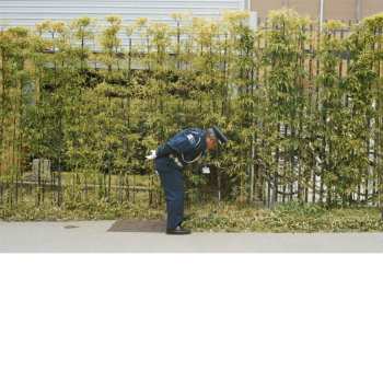 CD Gold Panda: Good Luck And Do Your Best