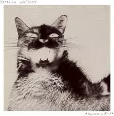 Harrison Whitford: Afraid of Nothing