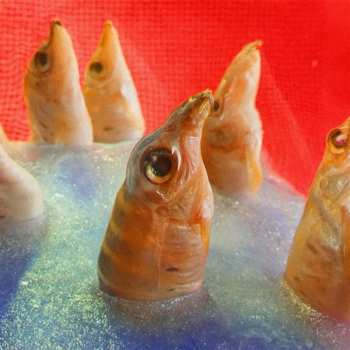 CD Harvey Rushmore And The Octopus: Freedomspacecake