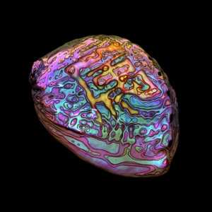 LP Ian Chang: 属 Belonging LTD | CLR