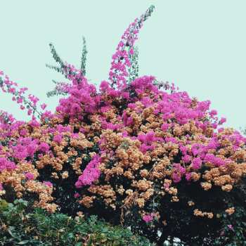 CD Jay Som: Turn Into