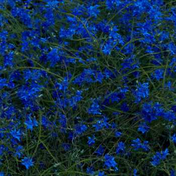 Album Jefre Cantu-Ledesma: Gift Songs