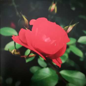 2LP John Grant: Queen Of Denmark LTD | CLR