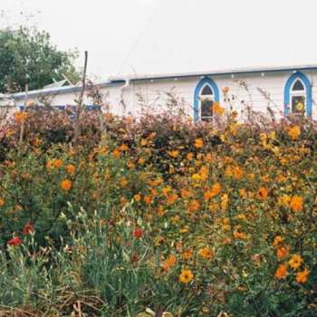 LP Kane Strang: Blue Cheese