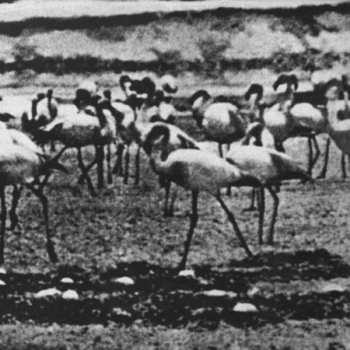 Album Kellarissa: Flamingo