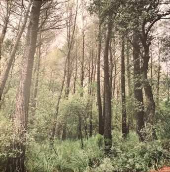 Album L.A.: Evergreen Oak