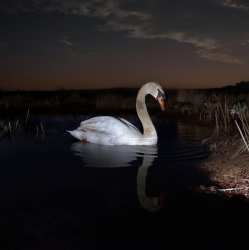 Album Ludwig Wandinger: Is Peace Wild?