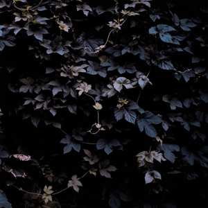 Album Michael Vallera: Vivid Flu