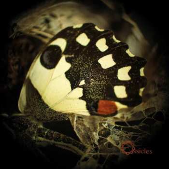CD Ossicles: Music For Wastelands