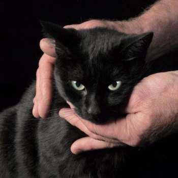 LP Peter Kernel: White Death, Black Heart