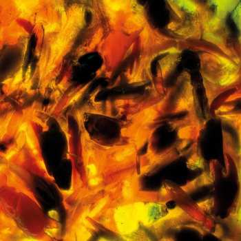 Album Plague Rider: Intensities