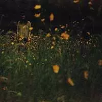 Robin Lewis Adams: The Garden