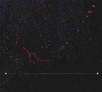 CD Seekers Are Lovers: Nepenthes