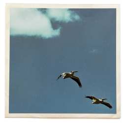 SP Sim Nagai: Palm Dreams LTD