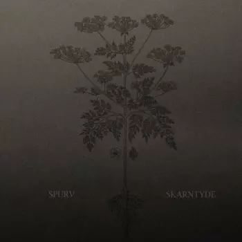 Spurv: Skarntyde
