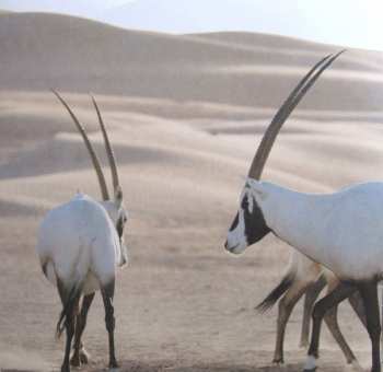 2LP Steven Price: Our Planet