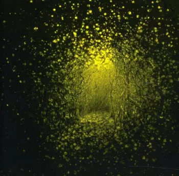 Burst Apart