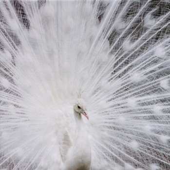 CD The Beauty Of Gemina: Minor Sun