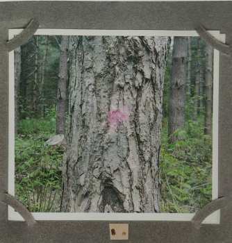 CD The Memory Band: Apron Strings