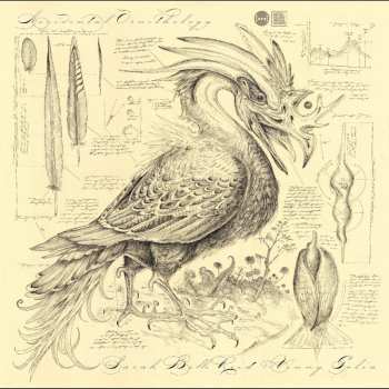 Album Various: Accidental Ornithology